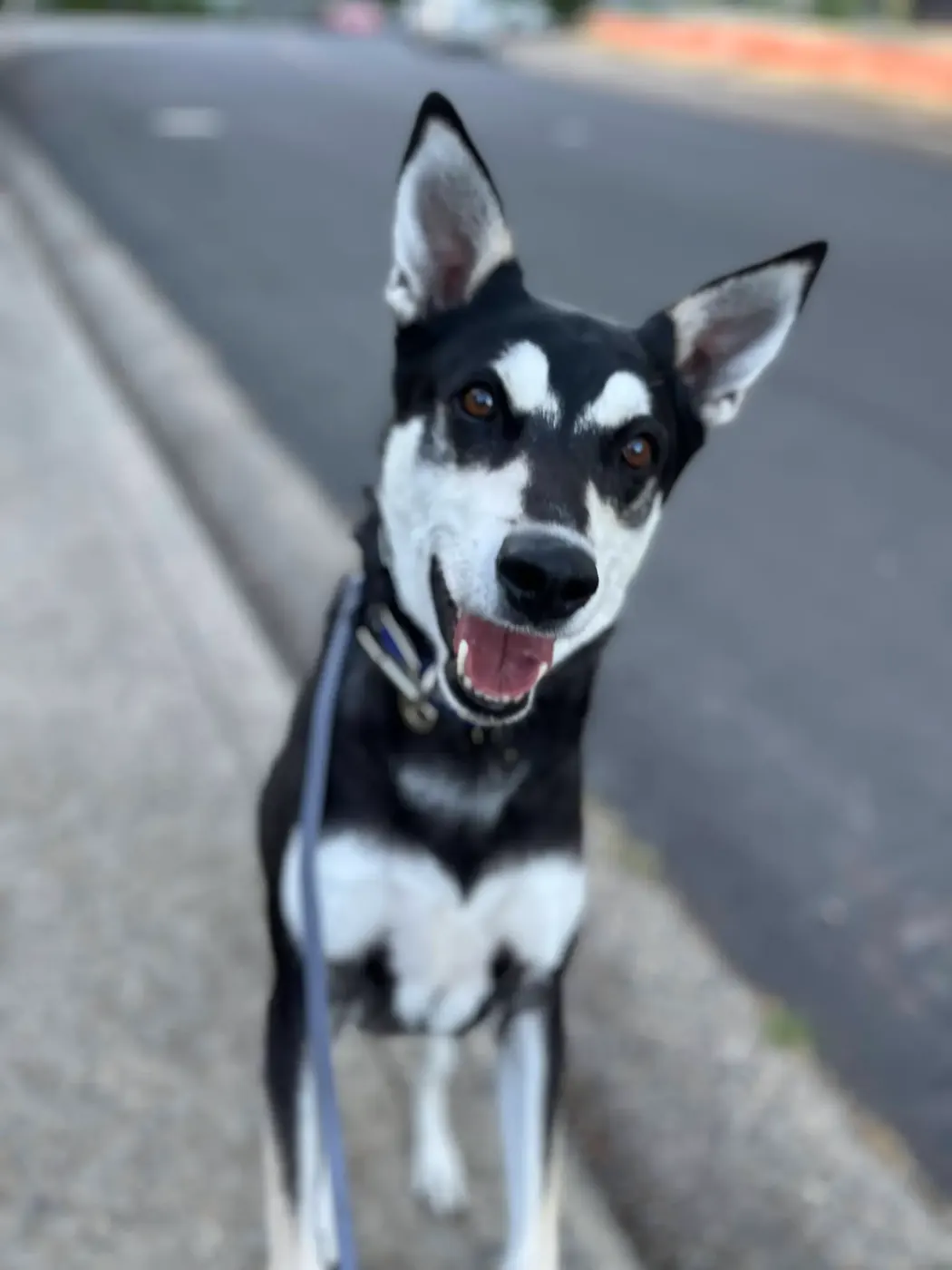 Black and white dog standing calmly on a sidewalk beside a road while on leash
