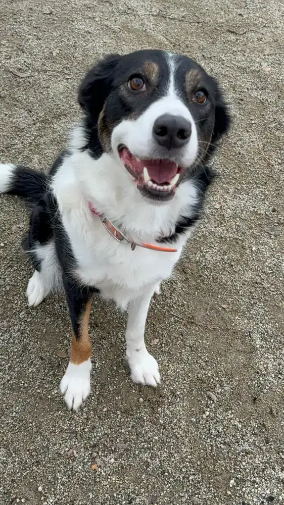 Australian Shepherd sitting on gravel and watching the handler