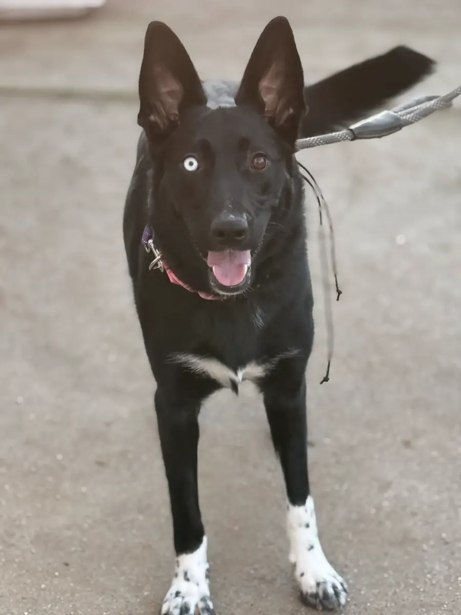 Black dog with one blue eye looking up at the camera while leashed on a walk