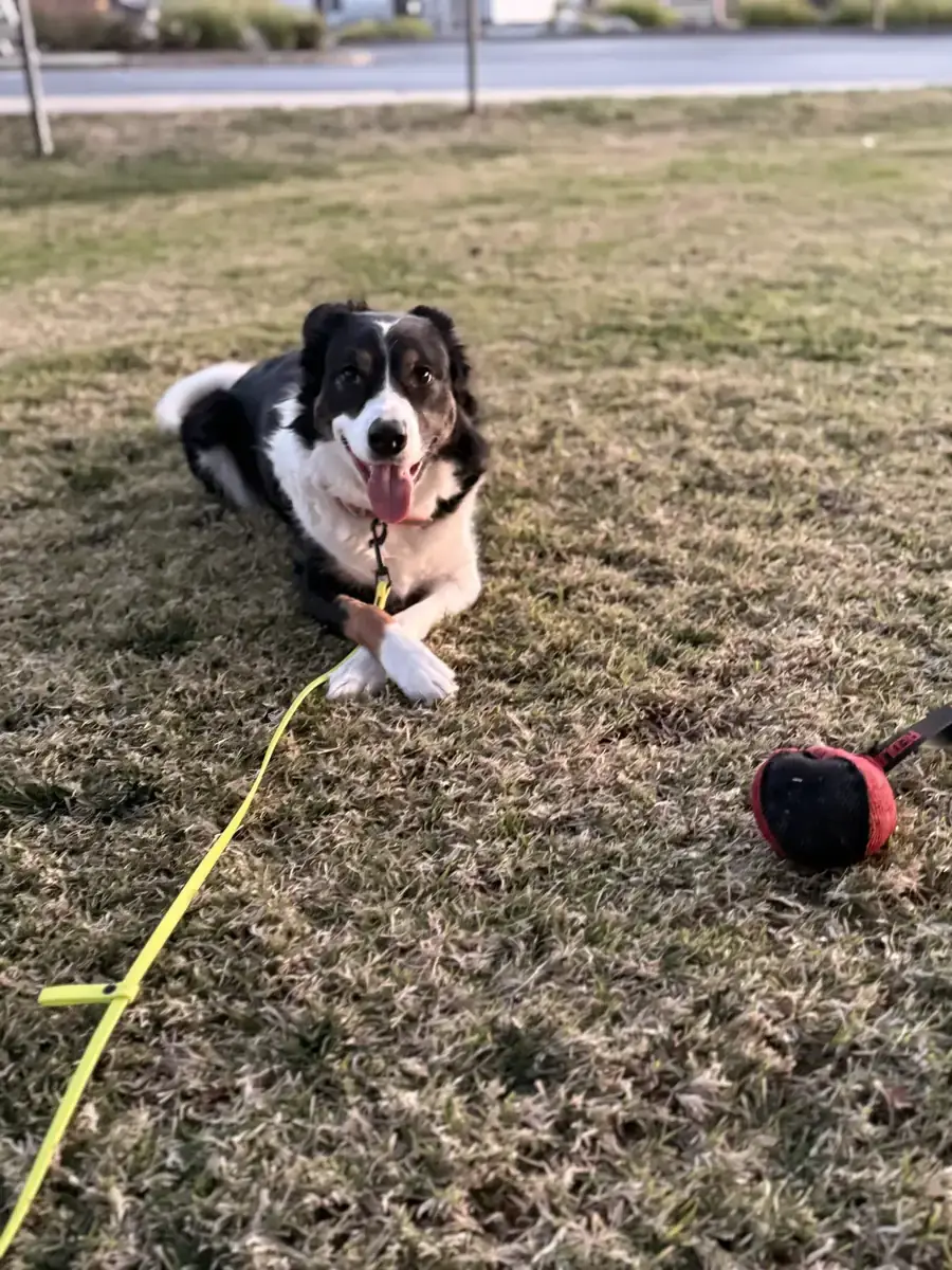 Australian Shepherd resting on grass with a yellow long line trailing away and a red tug toy nearby